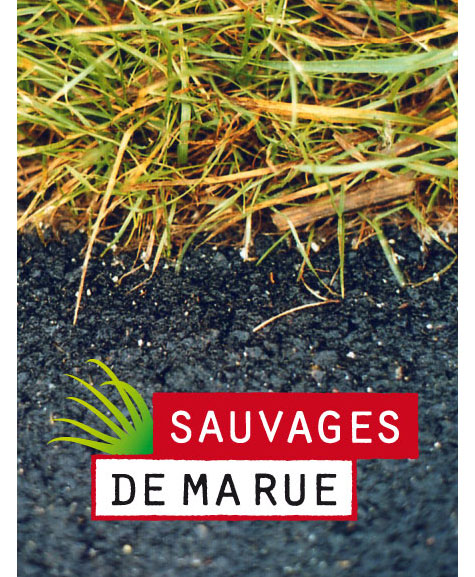 Sauvages de ma rue